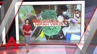 What is the Nipah virus and why is it so deadly [upl. by Aveer]