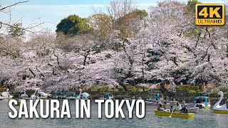 Cherry Blossom in Tokyo 2021  Sakura Viewing Tour 4K [upl. by Rennie]