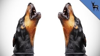 Why Do Dogs Howl [upl. by Grail894]