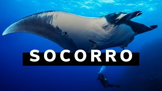 Epic Diving in Socorro Mexico  Manta Rays dolphins sharks and whales [upl. by Bertilla]