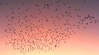 Flock of starlings  In flight  Sound [upl. by Aikel]