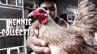 Hennie Bantam Collection Binabae [upl. by Airekat844]