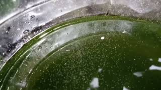 DAPHNIA MOINA CULTURE IN A SMALL BUCKET [upl. by Elram]