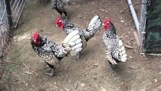 Silver Sebright Bantam roosters [upl. by Ramo]