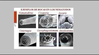 Nematodos generalidades [upl. by Juxon217]