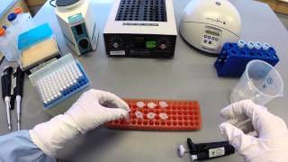 DNA Extraction Protocol  Part 1 [upl. by Katerine]