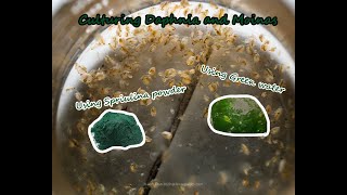 How To Culture Daphnia and Moinas using Green Water Spirulina powder [upl. by Eward]