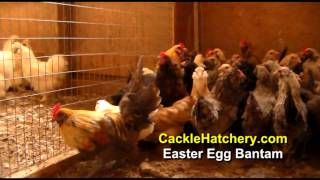 Easter Egg Bantam Chicken Breed Breeder Flock  Cackle Hatchery [upl. by Hiamerej]