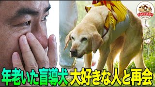 【感涙！生命の力強さ】生死をさまよう盲導犬ミッキーに力を与えたのは、10年間共に歩いた元ユーザーだった。３年ぶりの再会で奇跡が…（小島一慶ナレーション復刻版）【どうぶつ奇想天外／WAKUWAKU】 [upl. by Buddie]