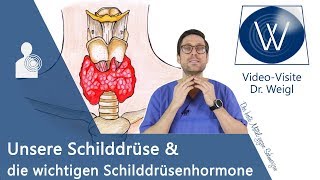 Unsere Schilddrüse Die wichtige Rolle der Schilddrüsenhormone T3 amp T4 für unsere Gesundheit [upl. by Oliver]