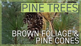 Pine Trees Browning Foliage and Pine Cones [upl. by Darb420]