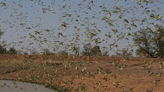 Biggest Swarm of Budgies [upl. by Aluin]