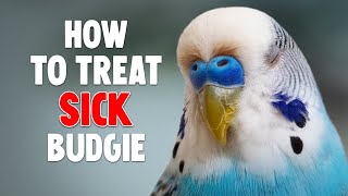 How to Help a Sick Budgie [upl. by Audras]