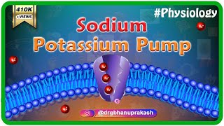 Sodium potassium pump animation [upl. by Atirb]