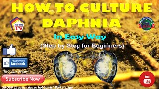 HOW TO CULTURE DAPHNIA In Easy Way [upl. by Herzberg358]