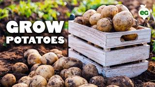 How to Grow EASY Potatoes From Seed to Harvest 🥔 [upl. by Eon]