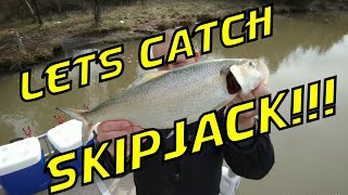 HOW TO CATCH SKIPJACK Tips Tricks Secrets to Catch Skipjack Lets catch Skipjack [upl. by Adnilev]